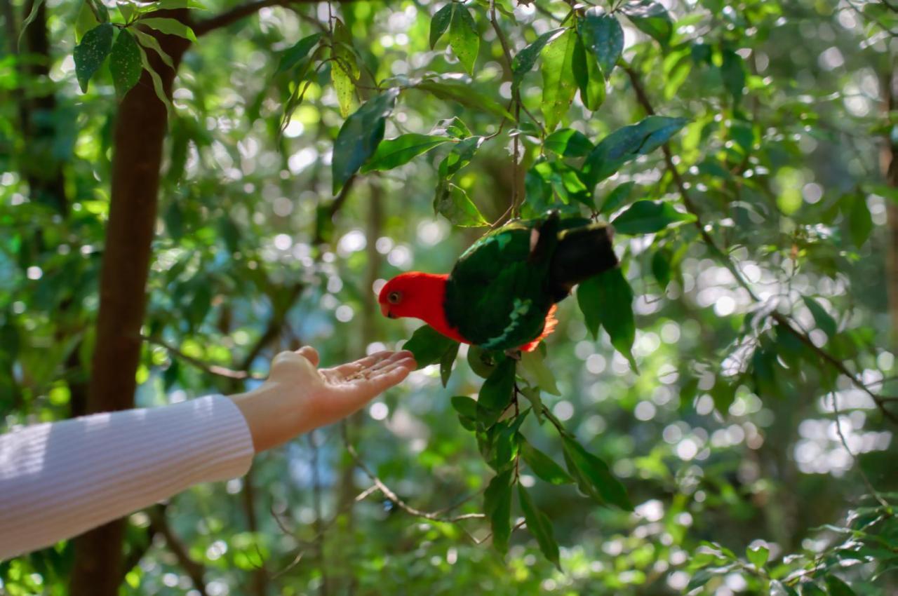 Narrows Escape Rainforest Retreat Montville Ngoại thất bức ảnh