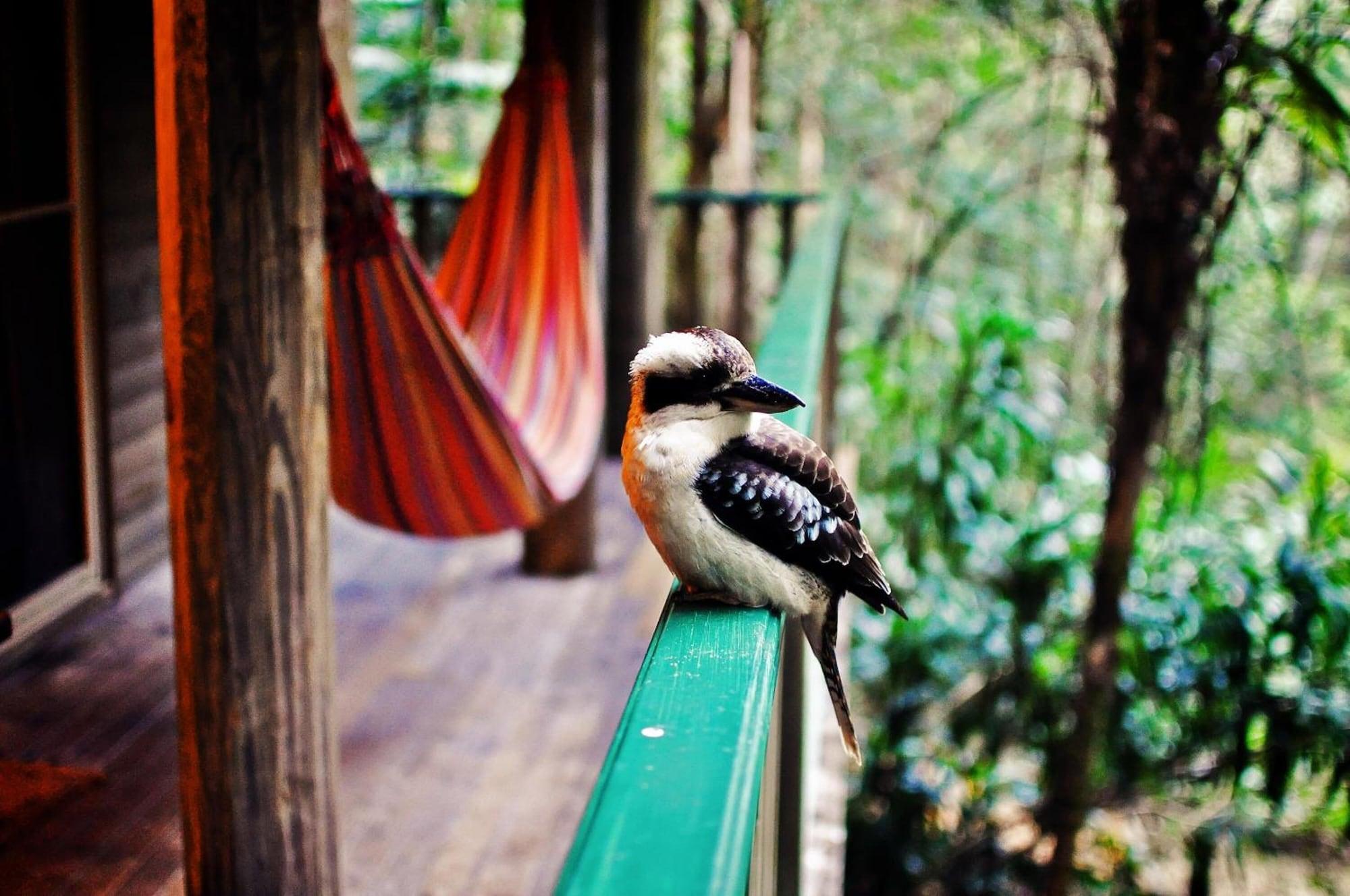 Narrows Escape Rainforest Retreat Montville Ngoại thất bức ảnh