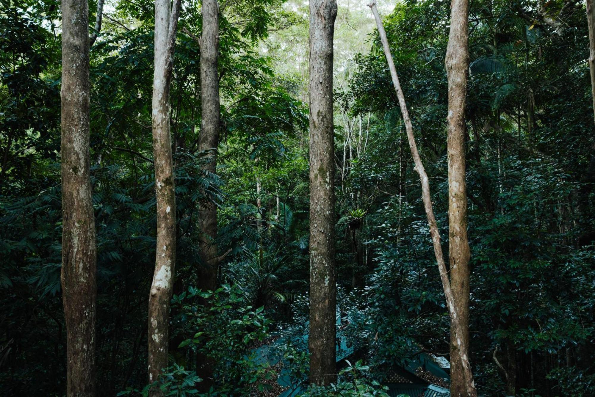 Narrows Escape Rainforest Retreat Montville Ngoại thất bức ảnh