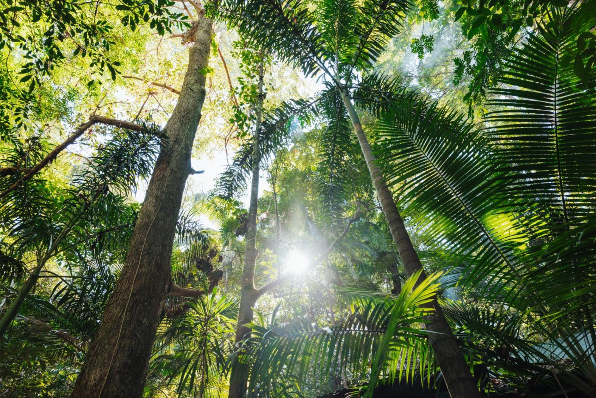 Narrows Escape Rainforest Retreat Montville Ngoại thất bức ảnh